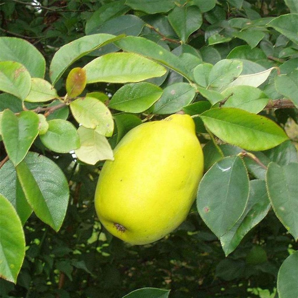 Pseudocydonia sinensis
