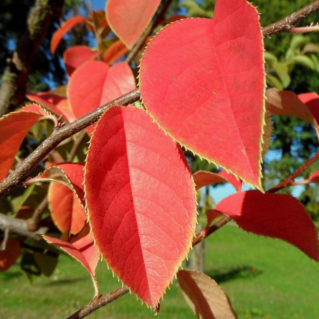 Pseudocydonia sinensis