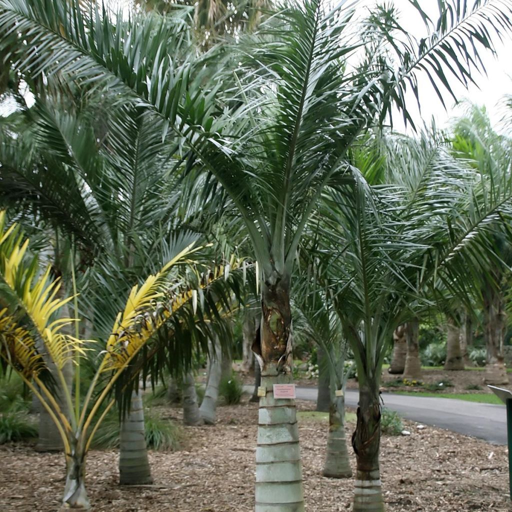 Pseudophoenix sargentii - Buccaneer Palm