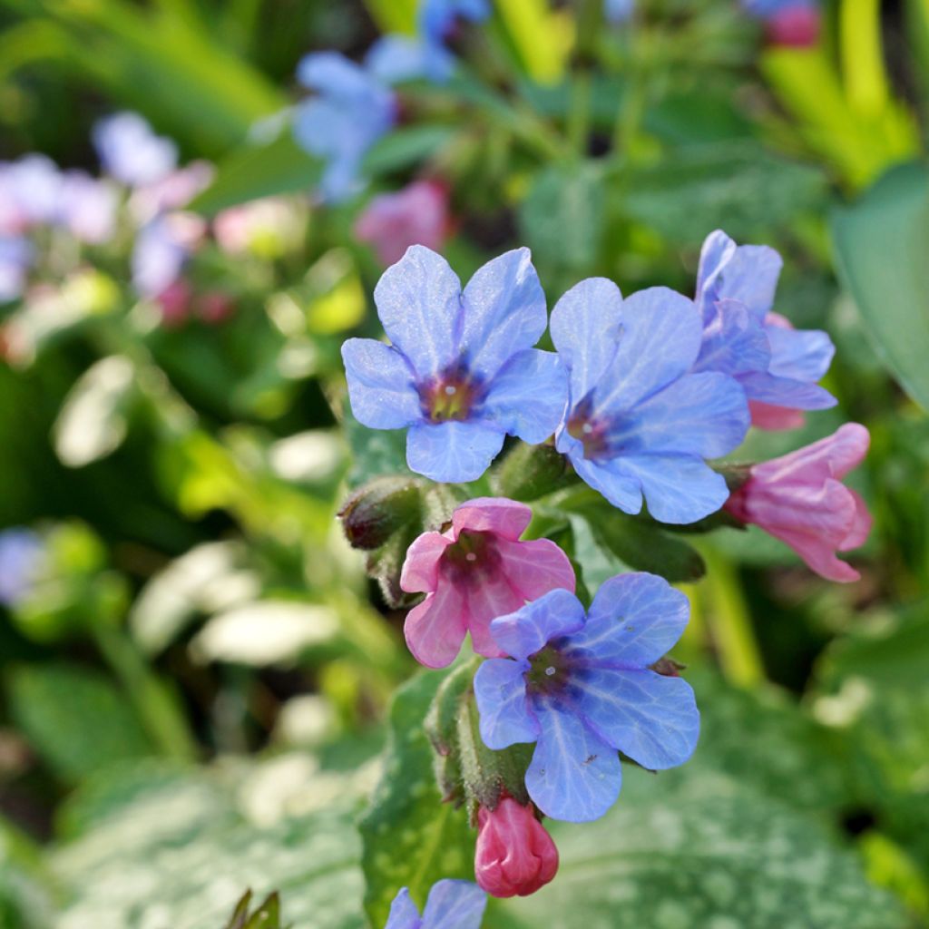 Pulmonaria Twinkle Toes - Lungwort