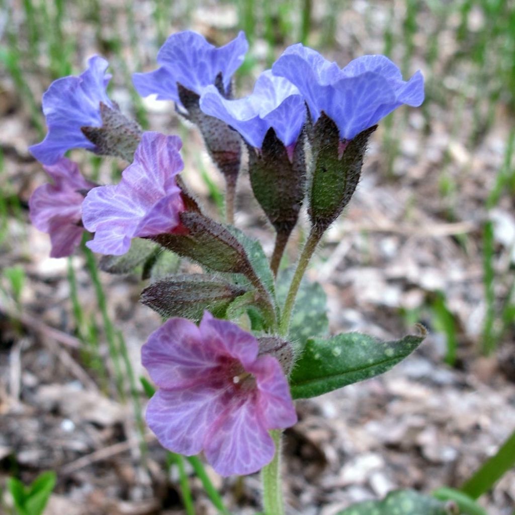 Pulmonaria officinalis - Lungwort