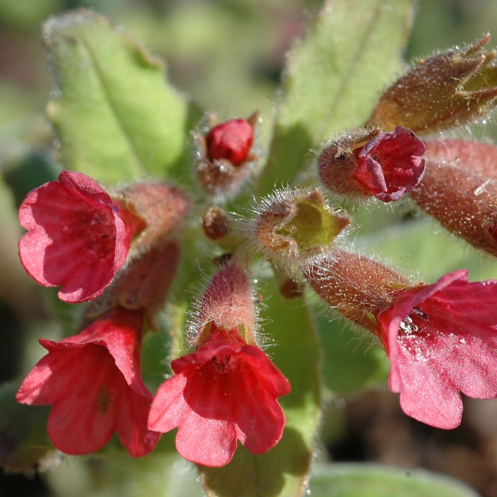 Pulmonaria rubra - Lungwort