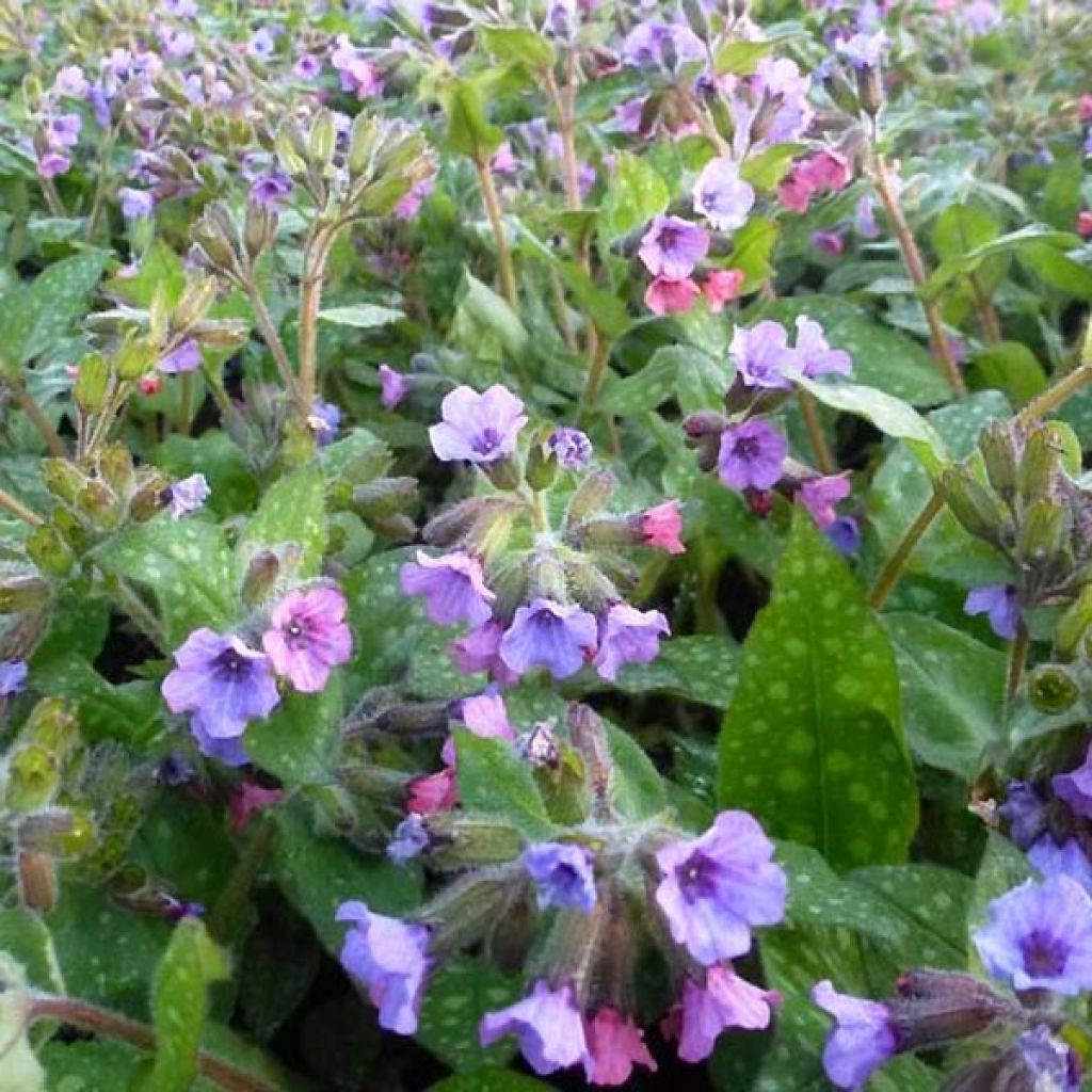 Pulmonaria saccharata Mrs Moon - Lungwort