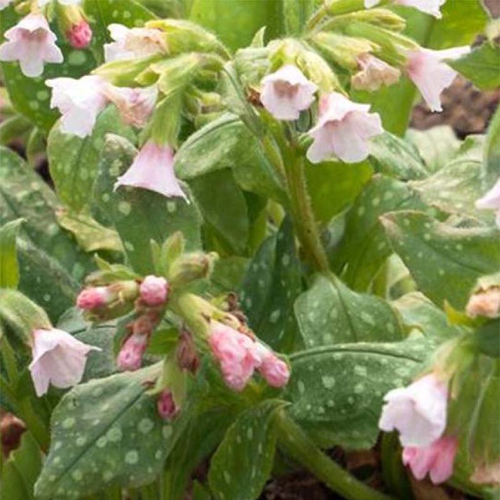 Pulmonaria saccharata Pierres Pure Pink - Lungwort