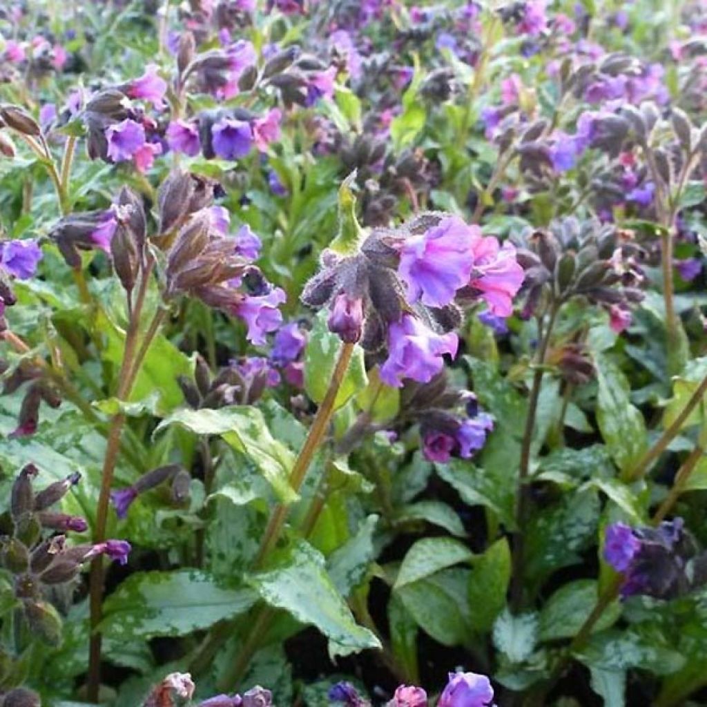 Pulmonaria saccharata Silverado - Lungwort