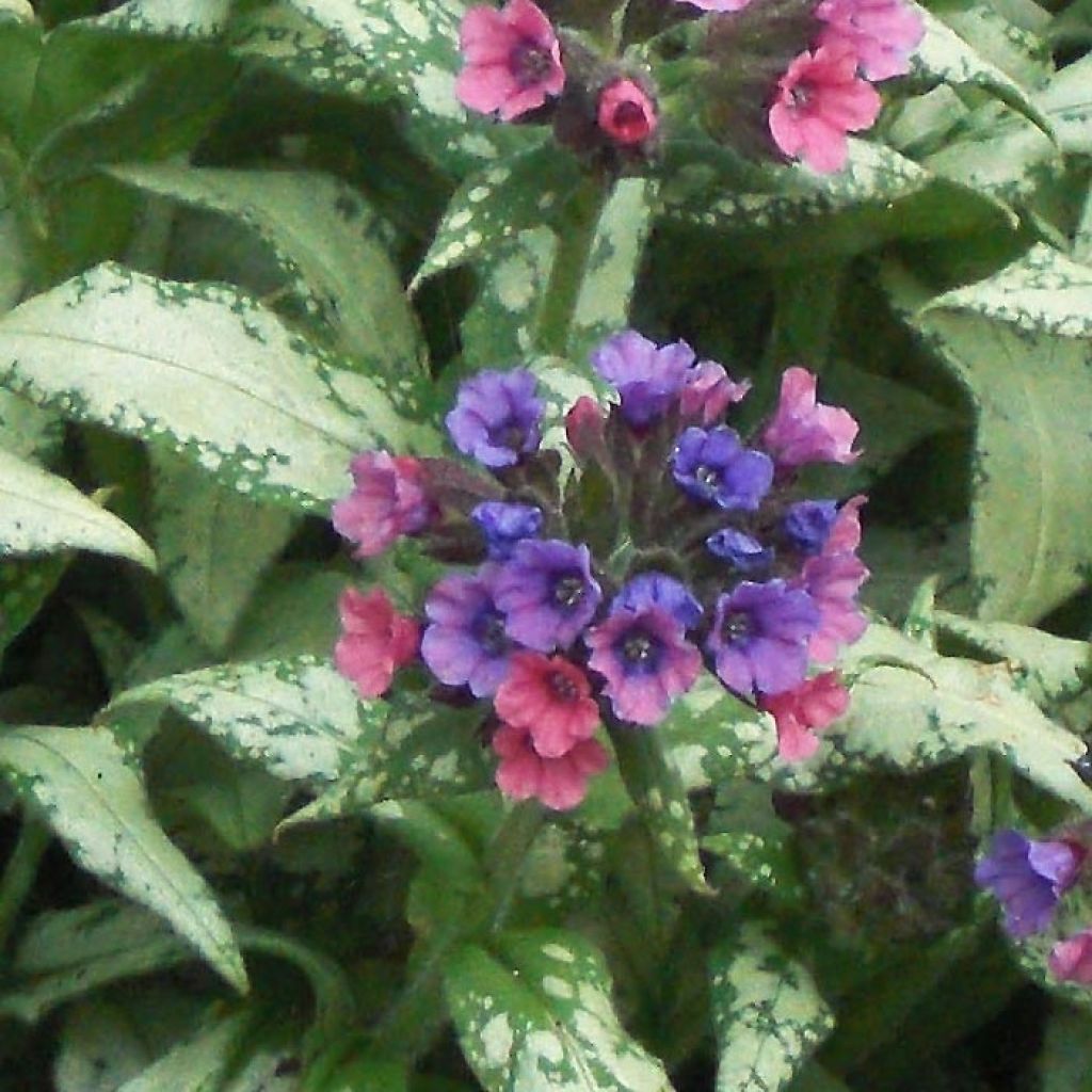 Pulmonaria saccharata Silverado - Lungwort