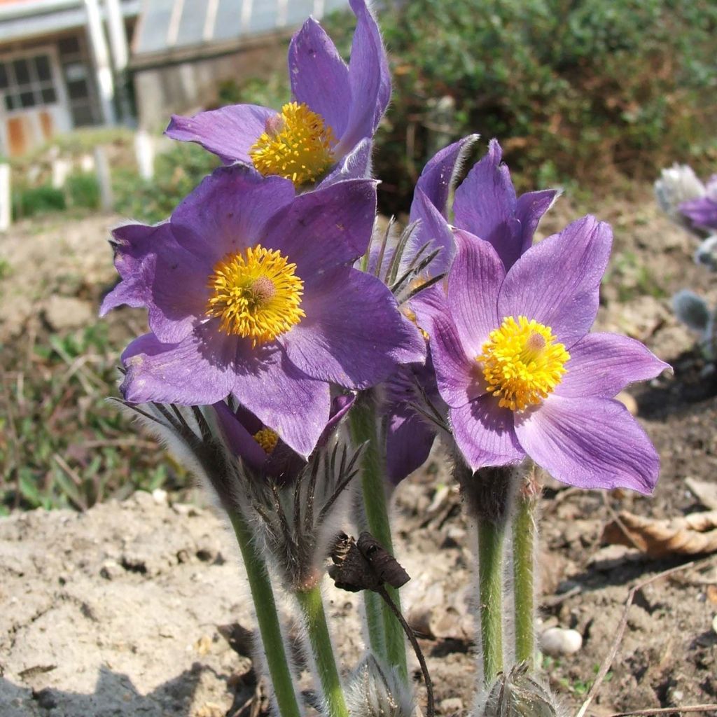 Pulsatilla patens 