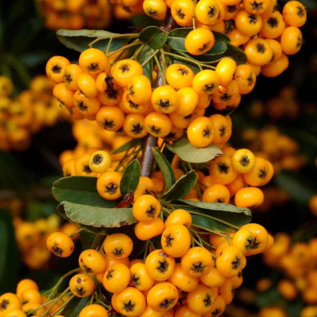 Pyracantha coccinea Saphyr Jaune - Scarlet Firethorn