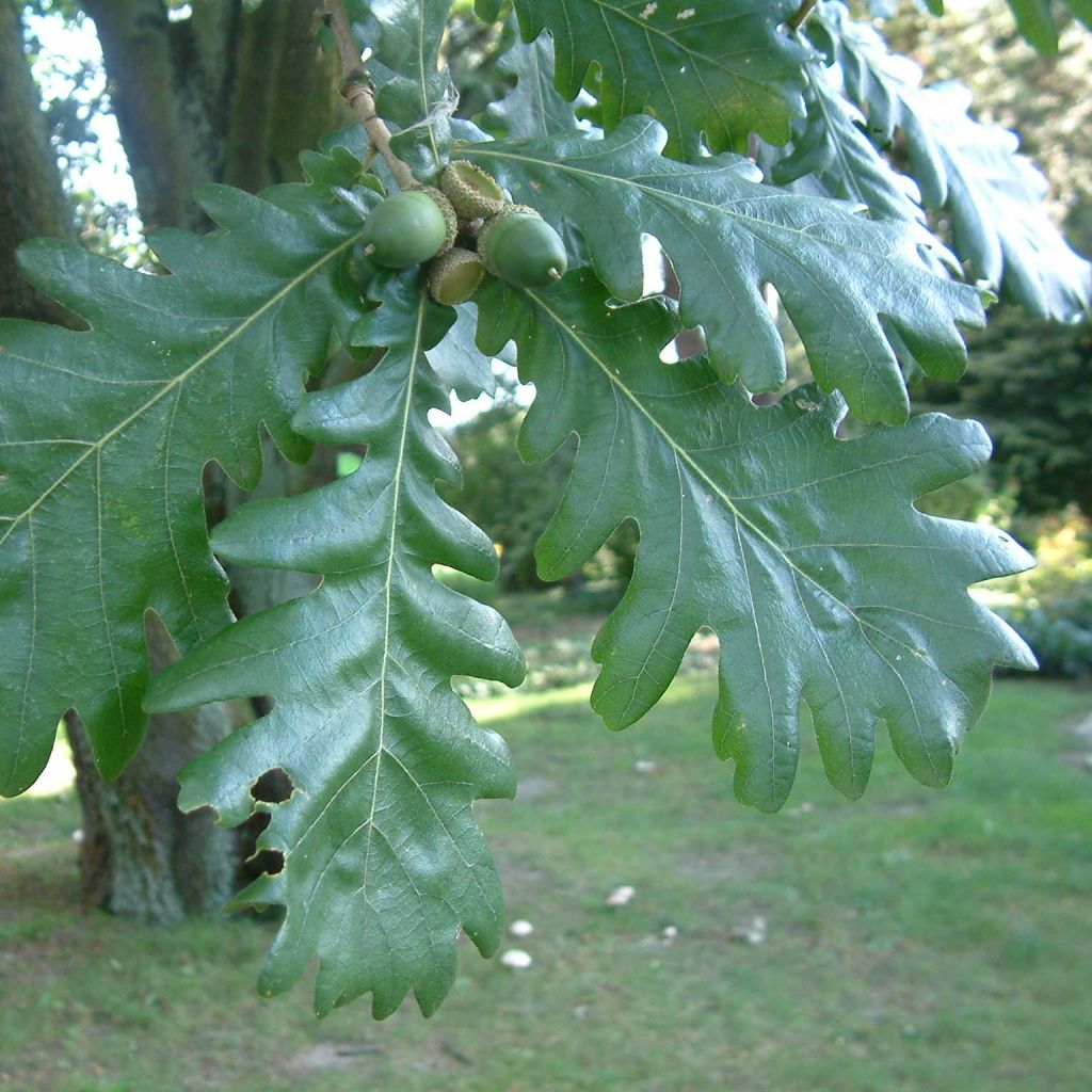Quercus frainetto - Hungarian Oak