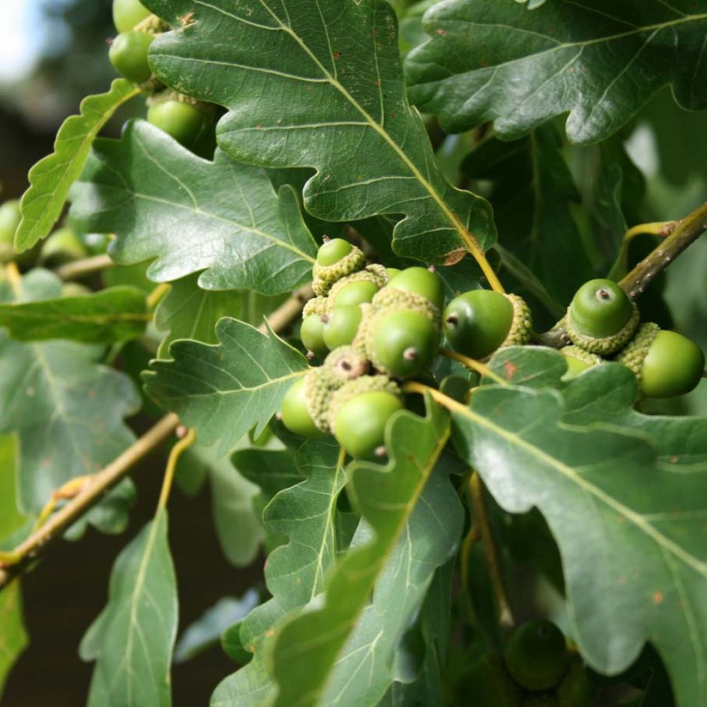 Quercus petraea - Sessile Oak