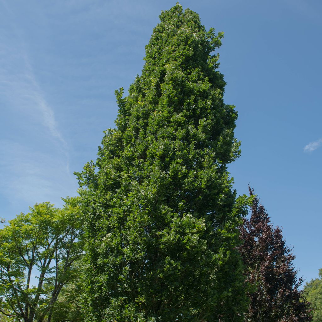 Quercus robur Fastigiata Koster