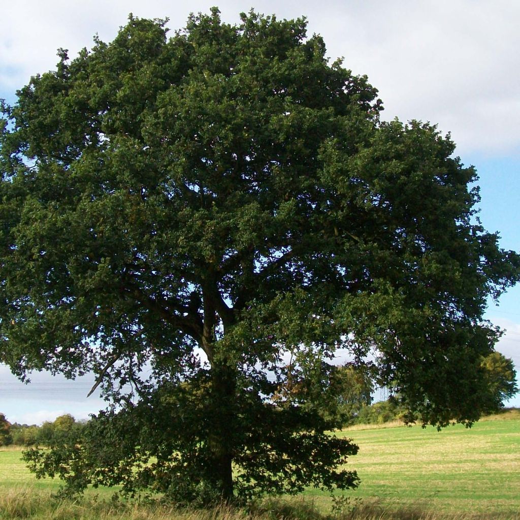 Quercus robur - English Oak