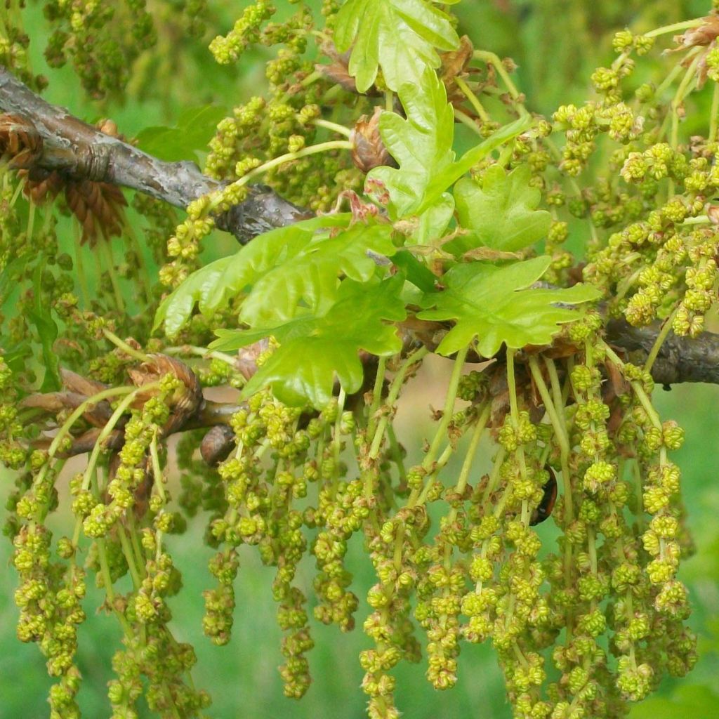 Quercus robur - English Oak