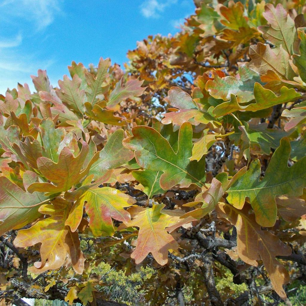 Quercus robur - English Oak