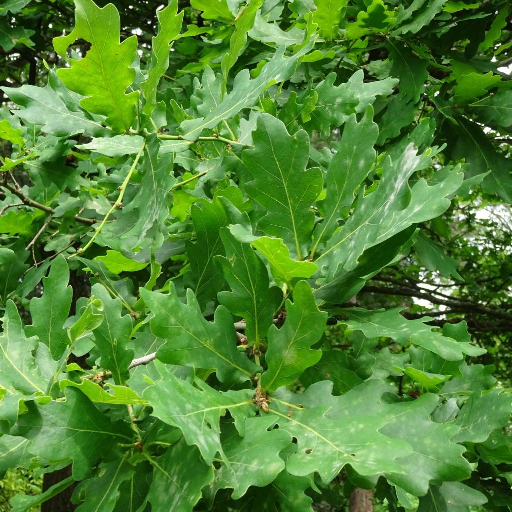 Quercus robur - English Oak