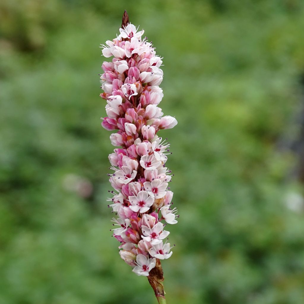 Persicaria affinis Donald Lowndes