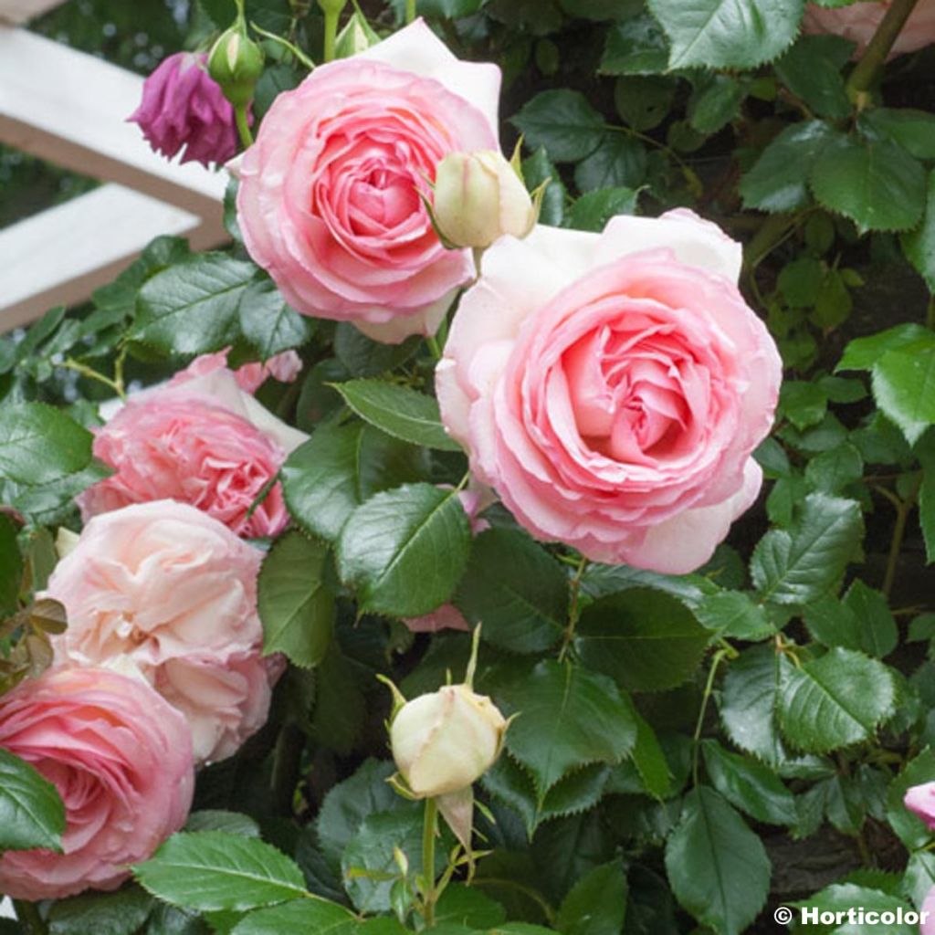 Rosa Pierre de Ronsard - Climbing Rose