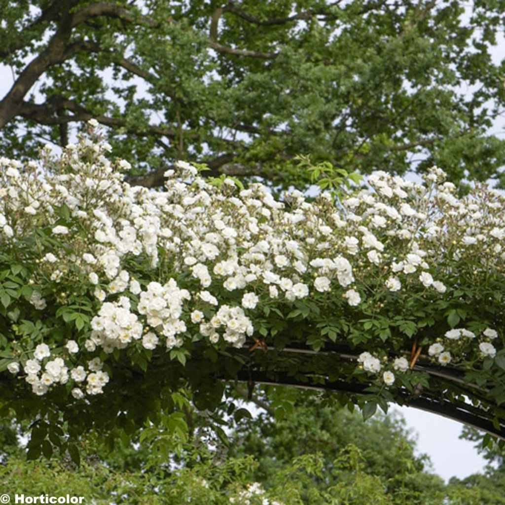 Rosa Seagull - Rambling Rose