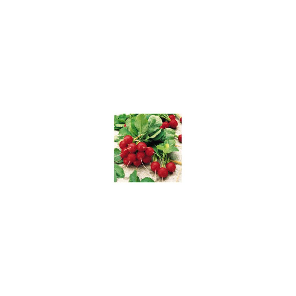 Radish Jolly F1