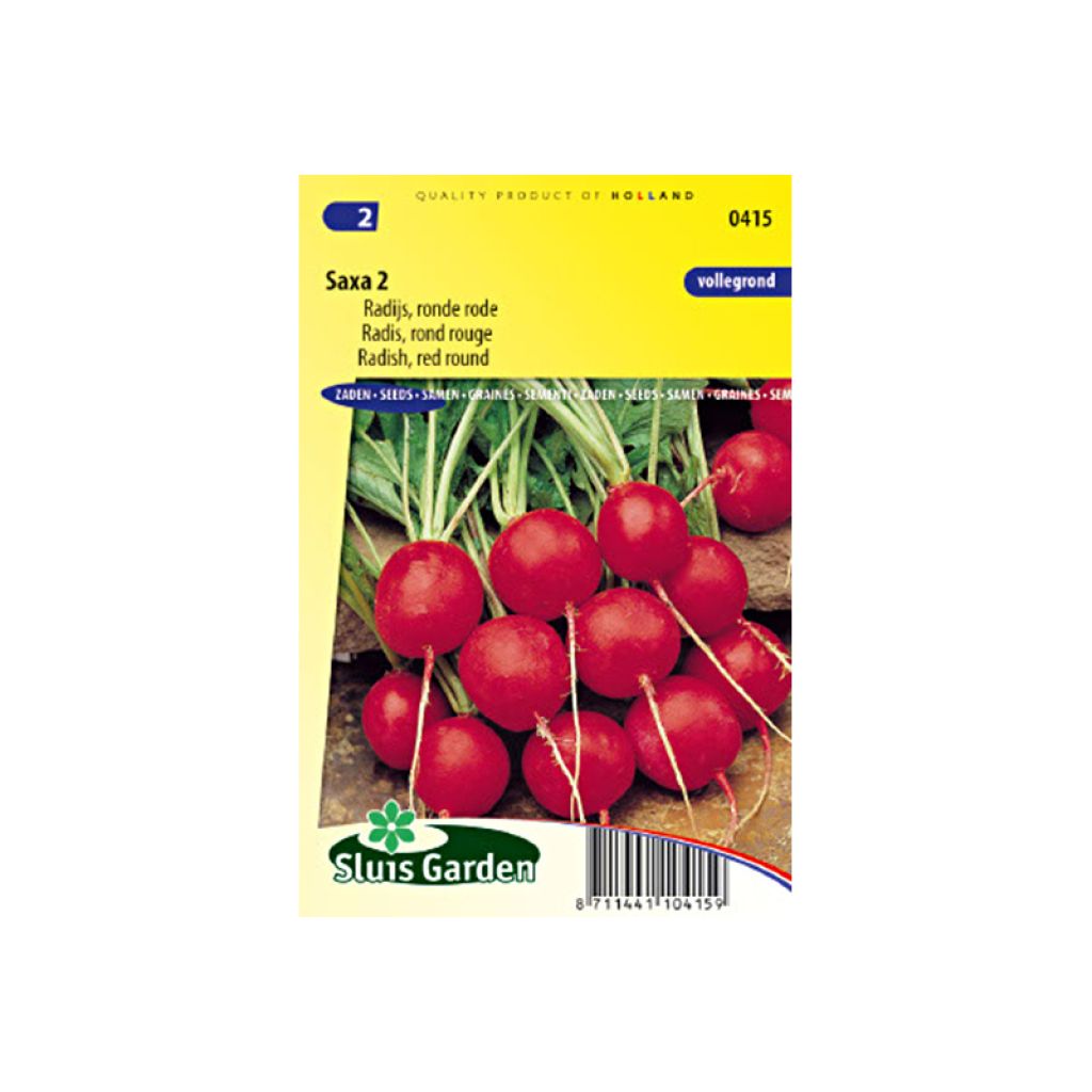 Radish Saxa 2