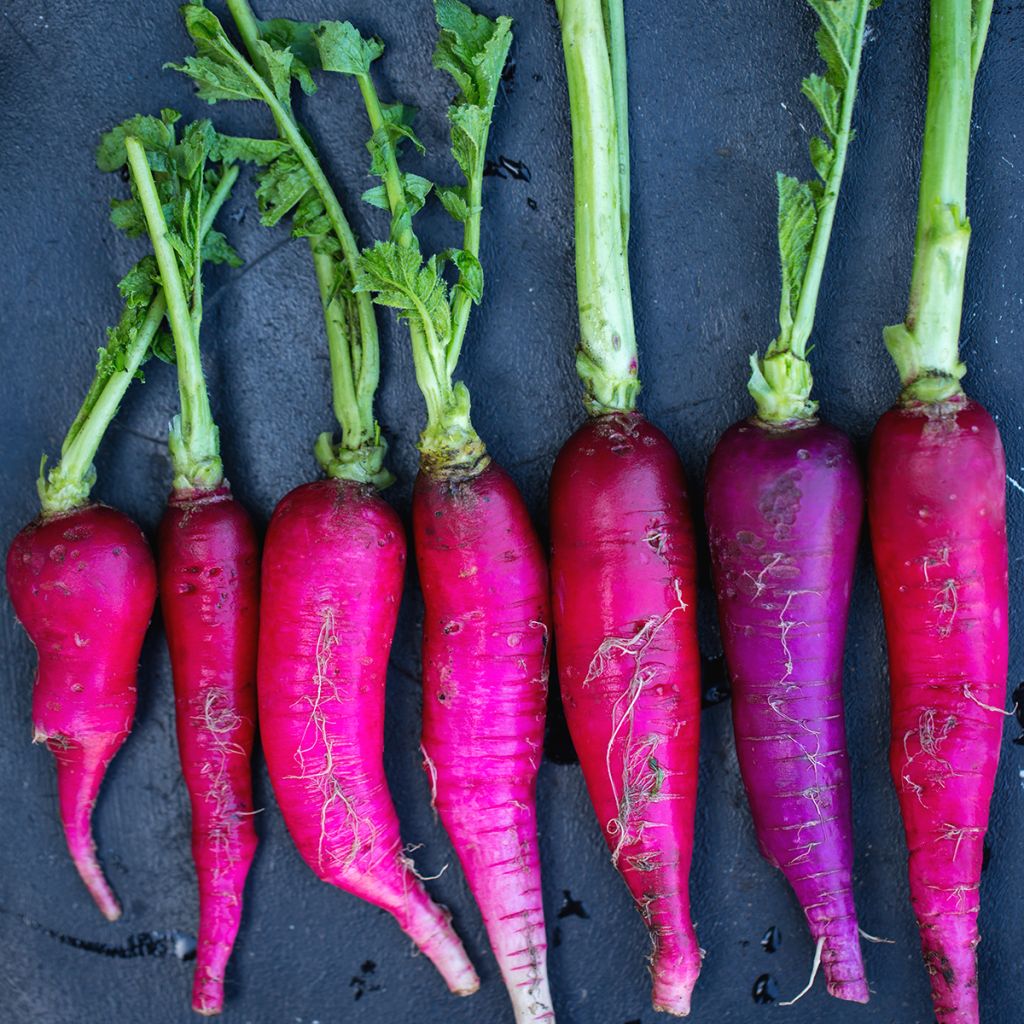 Radish Violet de Gournay seeds - Winter radish