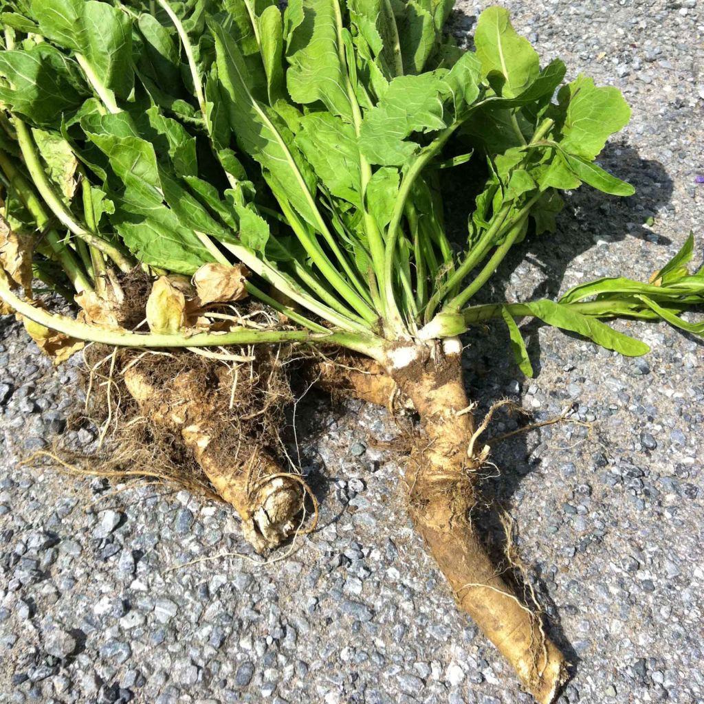 Horseradish - Armoracia rusticana - German Mustard