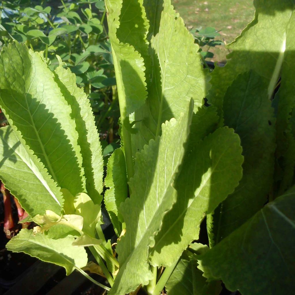 Horseradish - Armoracia rusticana - German Mustard