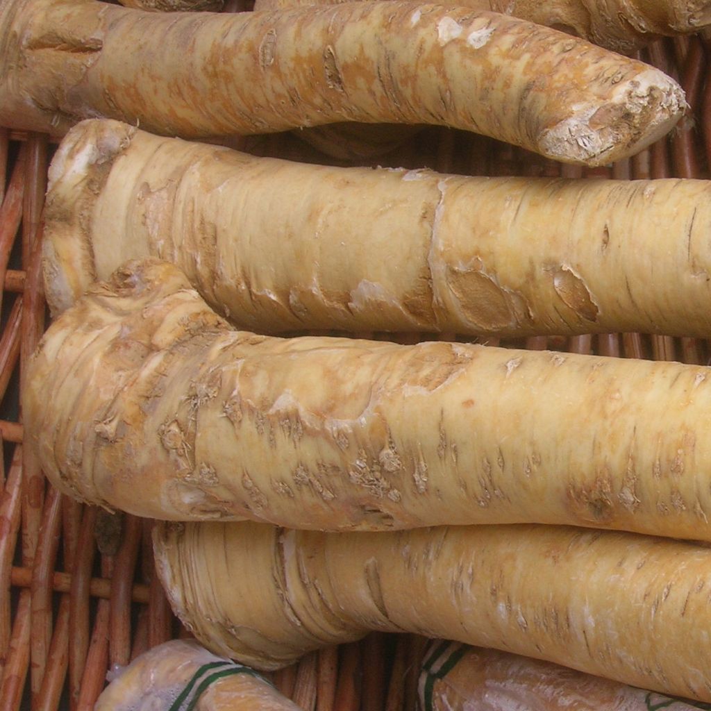 Armoracia rusticana