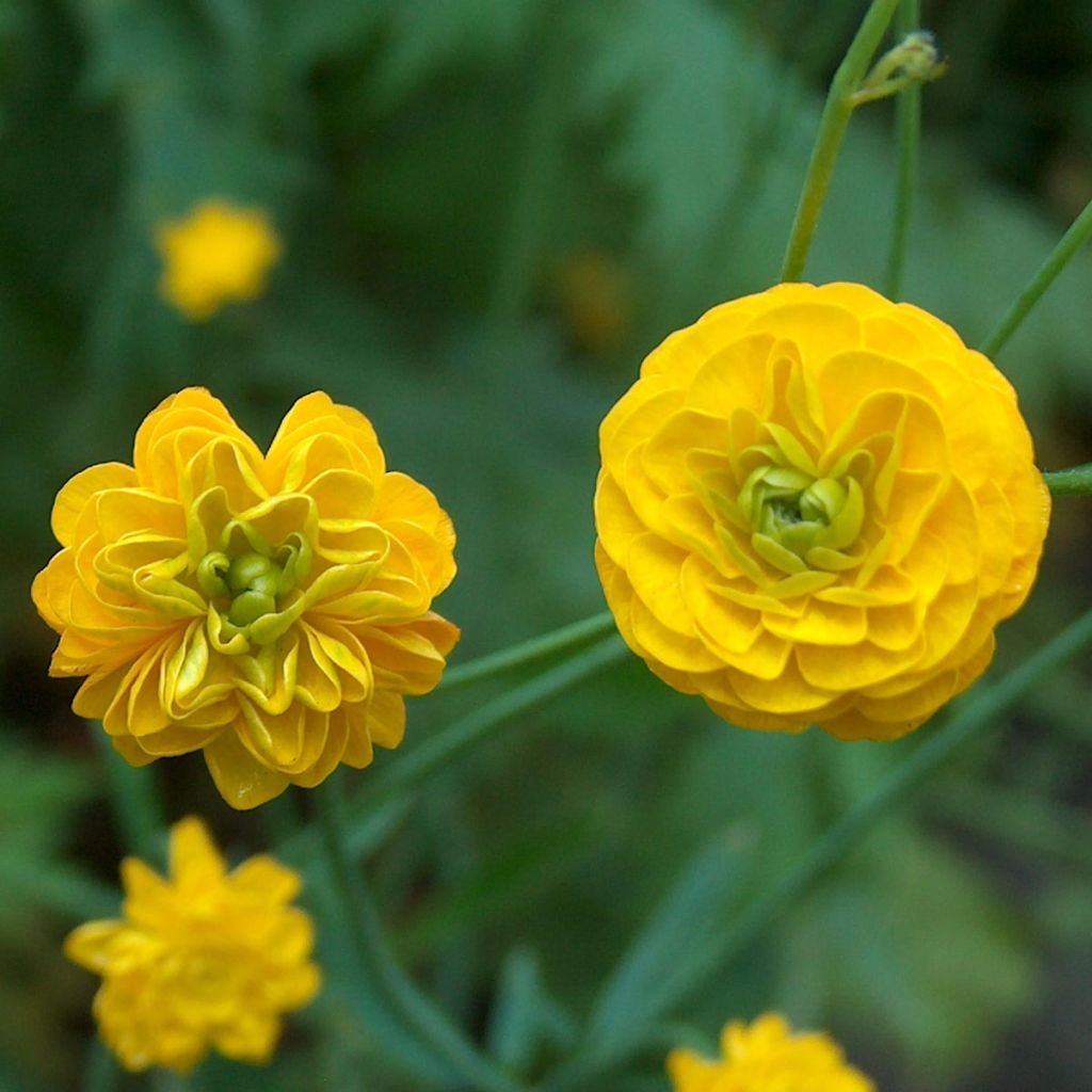 Ranunculus acris Multiplex - Meadow Buttercup