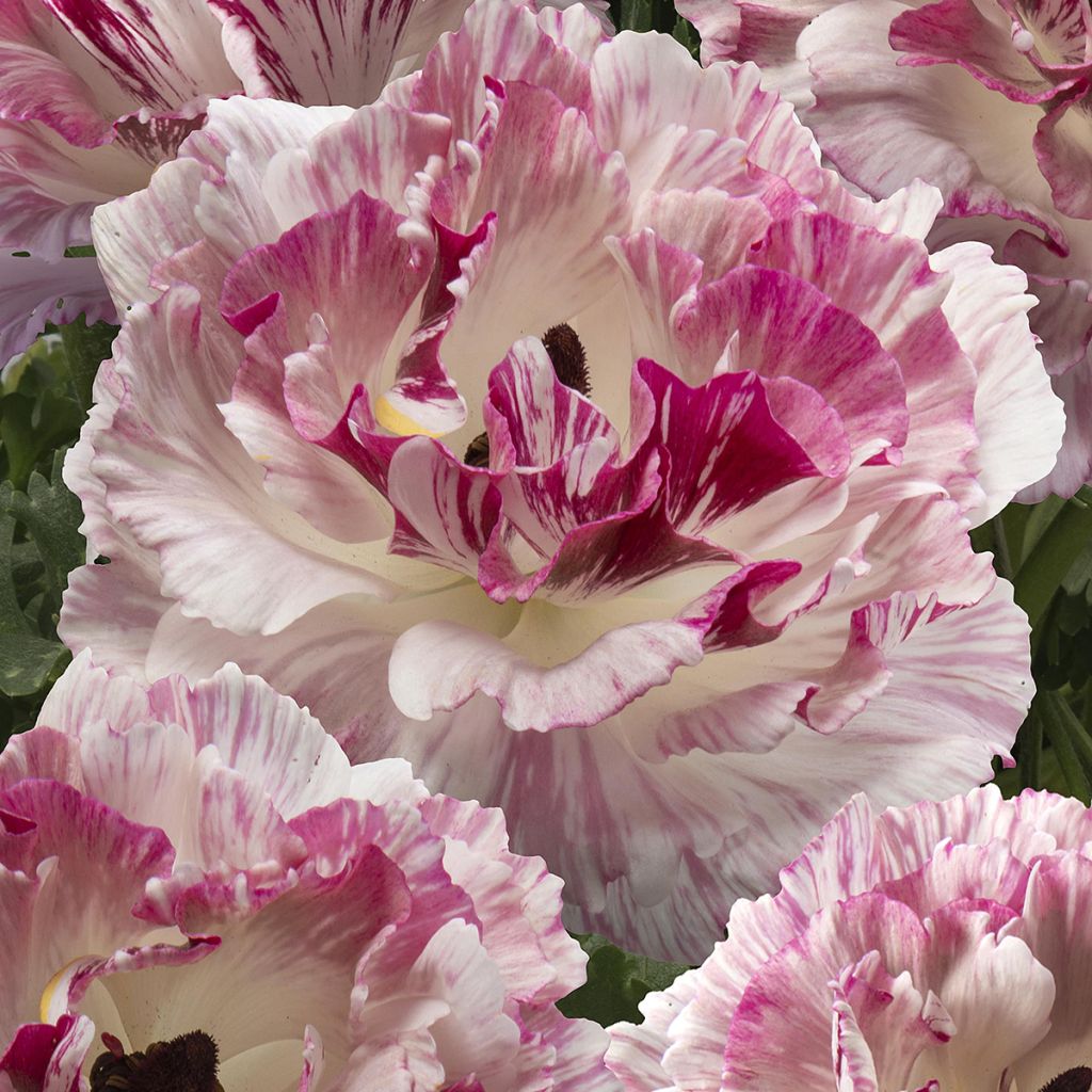 Ranunculus asiaticus Brushmark Cesar® - Persian Buttercup