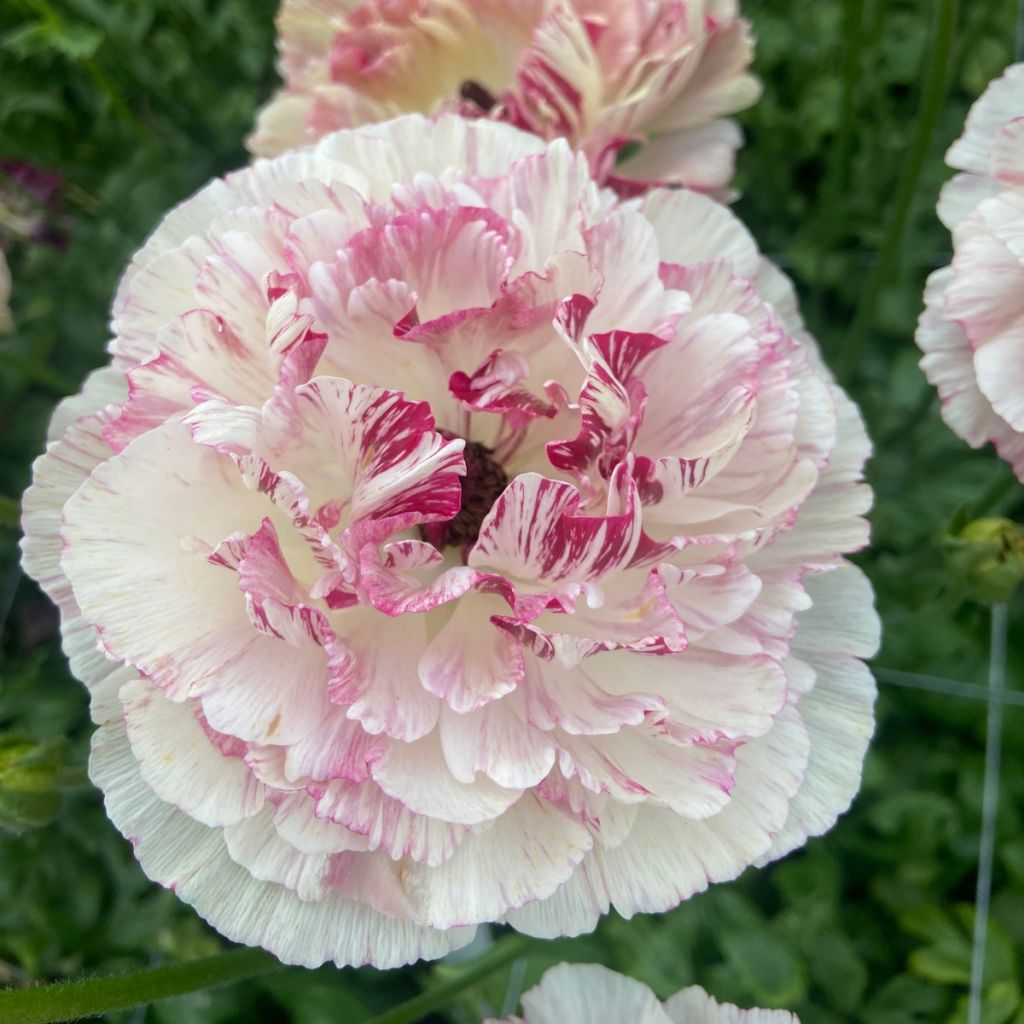 Ranunculus asiaticus Brushmark Cesar® - Persian Buttercup