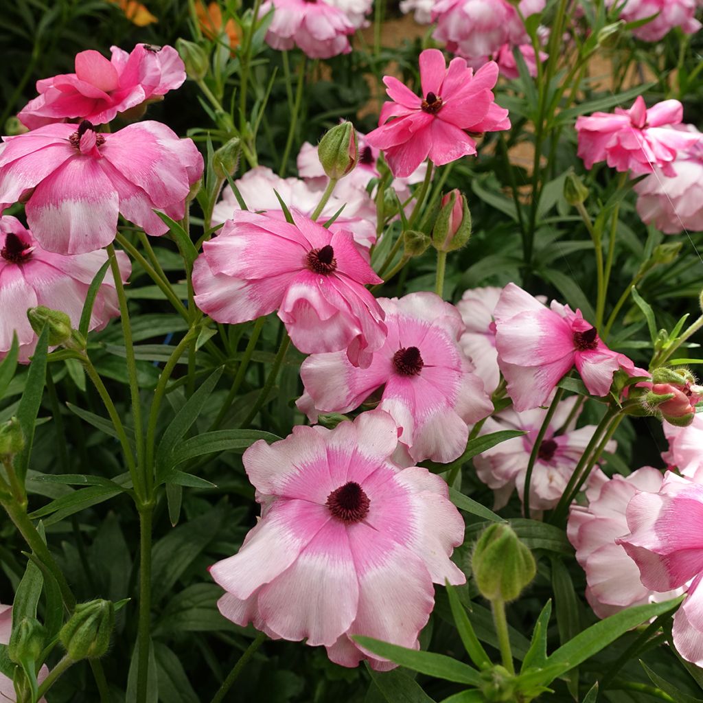 Ranunculus asiaticus Butterfly Lycia® - Persian buttercup