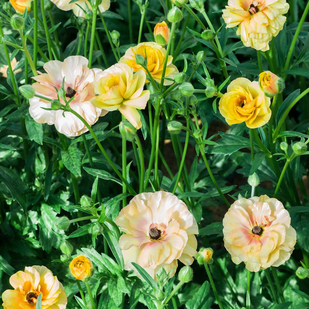 Ranunculus asiaticus Butterfly Vestalis® - Persian buttercup