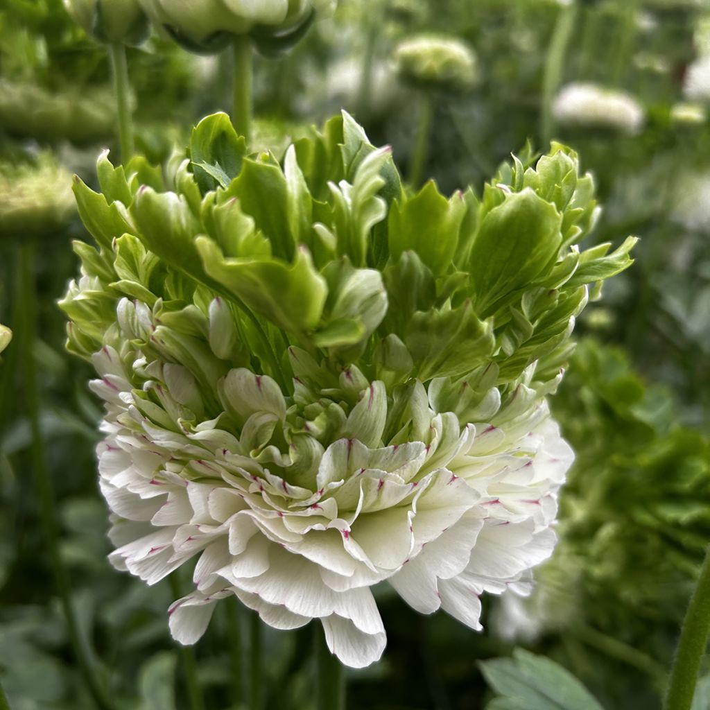 Ranunculus asiaticus Crown Giverny® - Persian buttercup