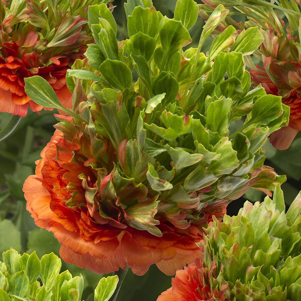 Ranunculus asiaticus Crown Nervion® - Persian buttercup
