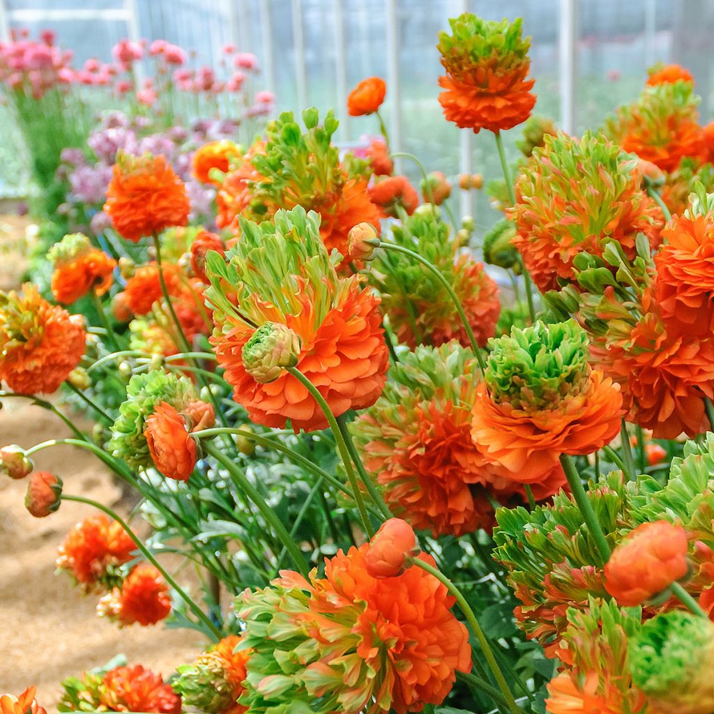 Ranunculus asiaticus Crown Nervion® - Persian buttercup