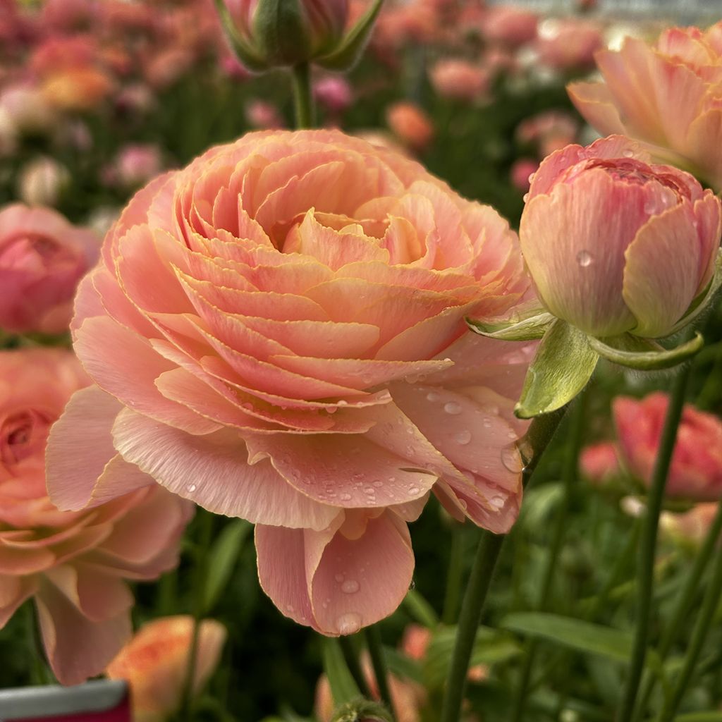 Ranunculus asiaticus Romance Nohant® - Persian buttercup