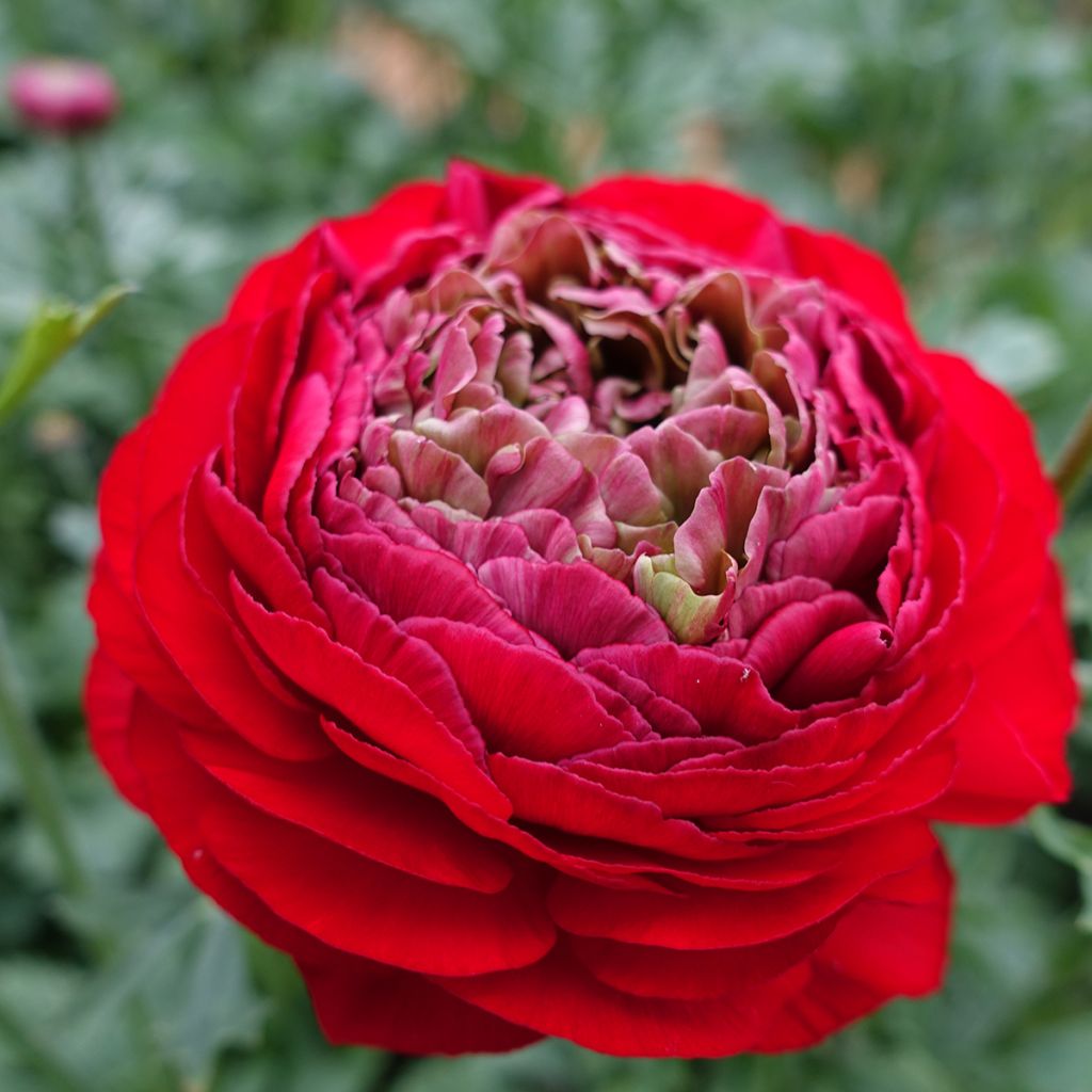 Ranunculus asiaticus Romance Odon® - Persian buttercup