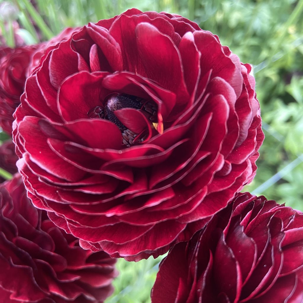 Ranunculus asiaticus Romance Perigord® - Persian buttercup