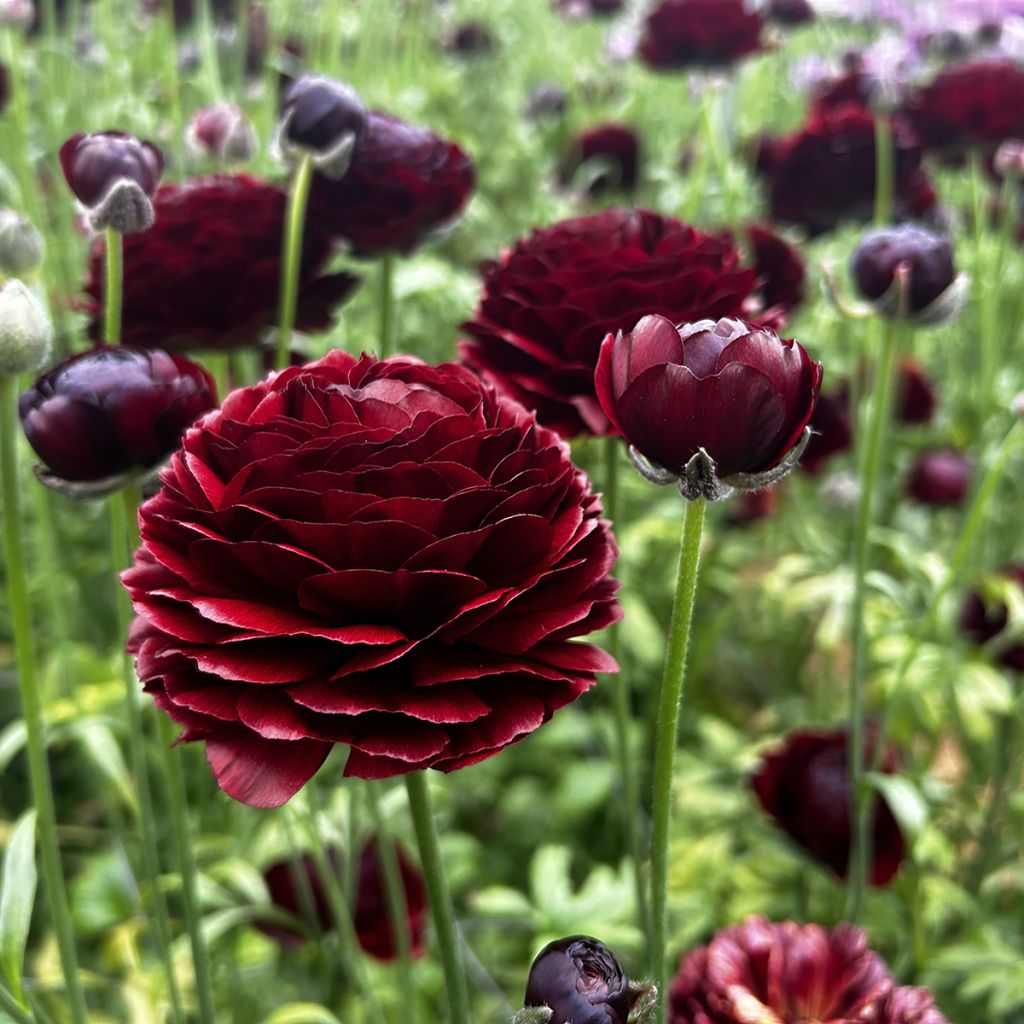 Ranunculus asiaticus Romance Perigord® - Persian buttercup