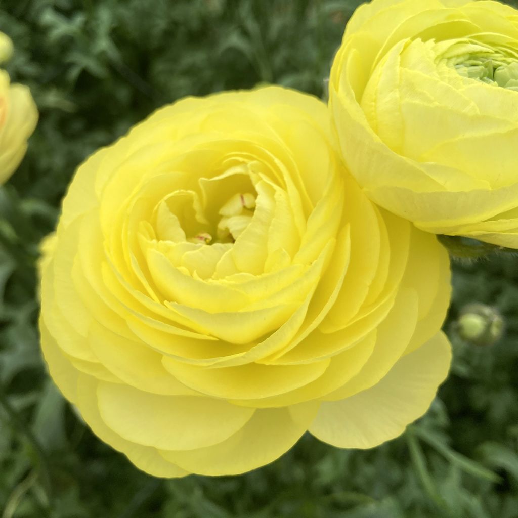 Ranunculus asiaticus Romance Quimper® - Persian buttercup