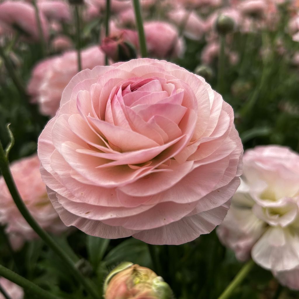 Ranunculus asiaticus Romance Seine® - Persian buttercup