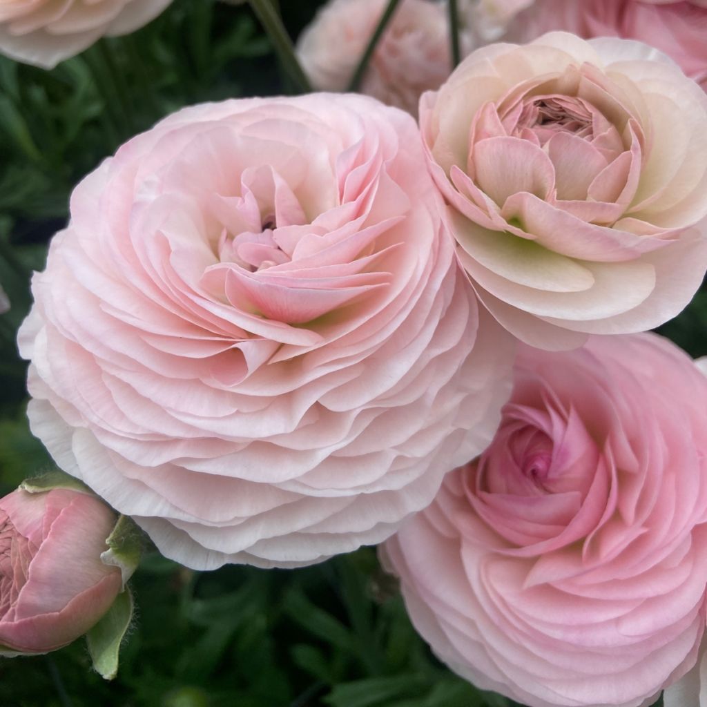 Ranunculus asiaticus Romance Seine® - Persian buttercup
