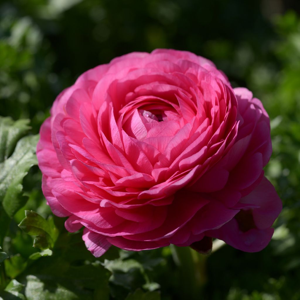 Ranunculus hybrida Vortex F1 Hot Pink - Persian Buttercup
