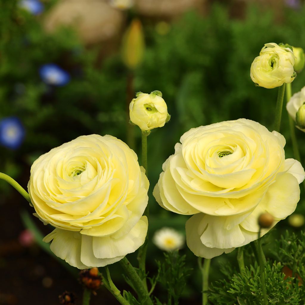 Ranunculus hybrida Vortex F1 Lemonade - Persian Buttercup