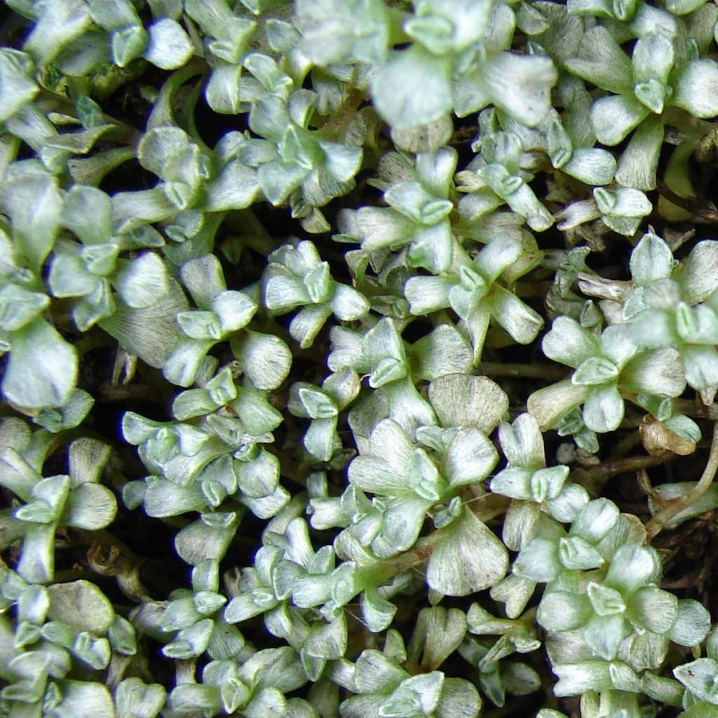 Raoulia australis - Vegetable Sheep