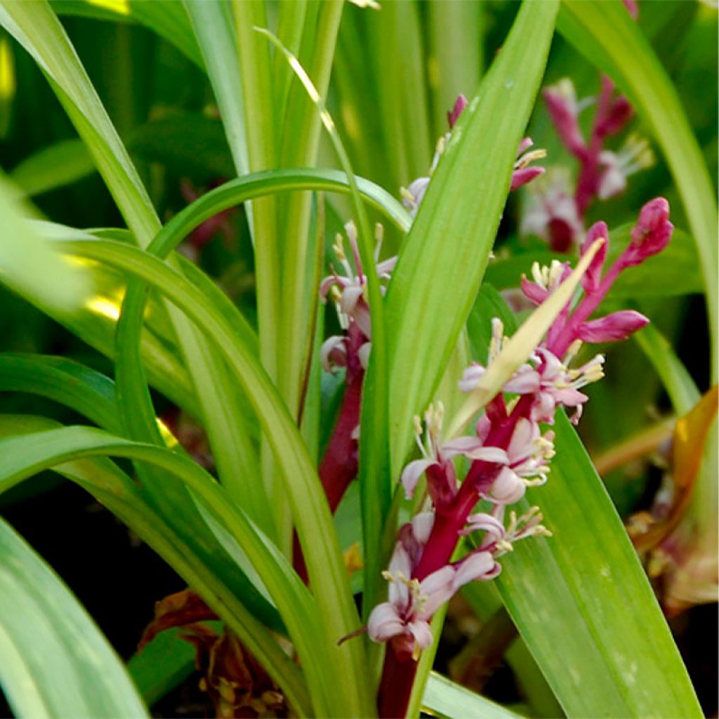 Reineckea carnea - Chinese Lucky Grass