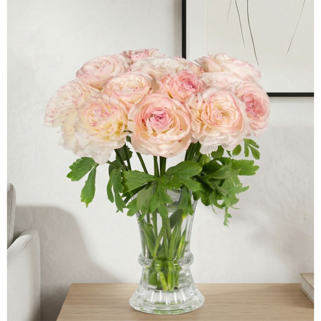 Ranunculus asiaticus Romance Orleans® - Persian buttercup