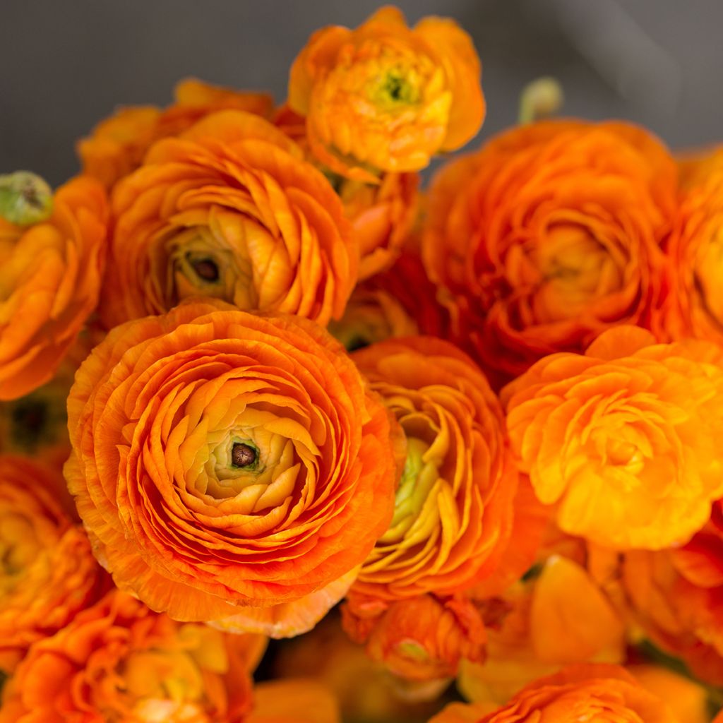 Ranunculus asiaticus Orange - Persian Buttercup