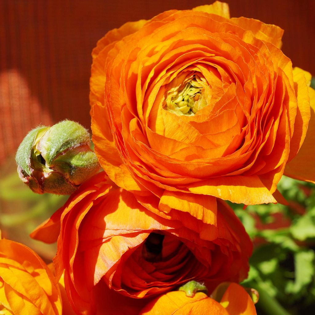 Ranunculus asiaticus Orange - Persian Buttercup